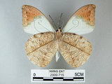中文名:端紅蝶(2909-715)學名: i Hebomoia glaucippe formosana /i  Fruhstorfer, 1908(2909-715)