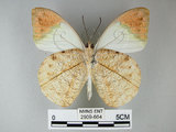 中文名:端紅蝶(2909-664)學名: i Hebomoia glaucippe formosana /i  Fruhstorfer, 1908(2909-664)