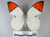 中文名:端紅蝶(2909-664)學名: i Hebomoia glaucippe formosana /i  Fruhstorfer, 1908(2909-664)