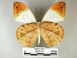 中文名:端紅蝶(2909-247)學名: i Hebomoia glaucippe formosana /i  Fruhstorfer, 1908(2909-247)