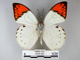 中文名:端紅蝶(2909-247)學名: i Hebomoia glaucippe formosana /i  Fruhstorfer, 1908(2909-247)