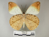 中文名:端紅蝶(2909-24)學名: i Hebomoia glaucippe formosana /i  Fruhstorfer, 1908(2909-24)