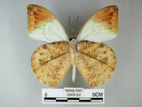中文名:端紅蝶(2909-92)學名: i Hebomoia glaucippe formosana /i  Fruhstorfer, 1908(2909-92)