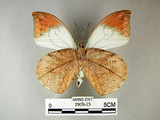 中文名:端紅蝶(2909-23)學名: i Hebomoia glaucippe formosana /i  Fruhstorfer, 1908(2909-23)