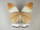 中文名:端紅蝶(2909-625)學名: i Hebomoia glaucippe formosana /i  Fruhstorfer, 1908(2909-625)