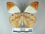 中文名:端紅蝶(2909-405)學名: i Hebomoia glaucippe formosana /i  Fruhstorfer, 1908(2909-405)