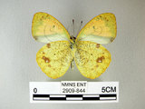 中文名:雌白黃蝶(2909-844)學名: i Ixias pyrene insignis /i  Butler, 1879(2909-844)