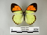中文名:雌白黃蝶(2909-899)學名: i Ixias pyrene insignis /i  Butler, 1879(2909-899)