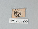 中文名:紋白蝶(白粉蝶)(1282-17255)