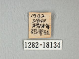 中文名:紋白蝶(白粉蝶)(1282-18134)
