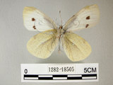 中文名:紋白蝶(白粉蝶)(1282-18505)學名:Pieris rapae crucivora(1282-18505)