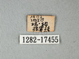 中文名:紋白蝶(白粉蝶)(1282-17455)