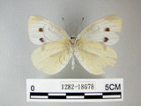 中文名:紋白蝶(白粉蝶)(1282-18678)學名:Pieris rapae crucivora(1282-18678)