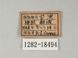 中文名:紋白蝶(白粉蝶)(1282-18494)