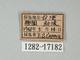 中文名:紋白蝶(白粉蝶)(1282-17182)