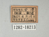 中文名:紋白蝶(白粉蝶)(1282-18213)