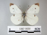 中文名:紋白蝶(白粉蝶)(1282-18250)學名:Pieris rapae crucivora(1282-18250)