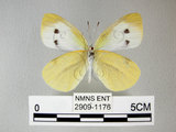 中文名:紋白蝶(白粉蝶)(2909-1176)學名:Pieris rapae crucivora(2909-1176)