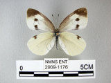 中文名:紋白蝶(白粉蝶)(2909-1176)學名:Pieris rapae crucivora(2909-1176)