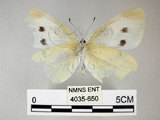 中文名:紋白蝶(白粉蝶)(4035-650)學名:Pieris rapae crucivora(4035-650)