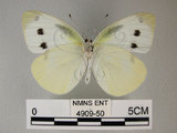 中文名:紋白蝶(白粉蝶)(4909-50)學名:Pieris rapae crucivora(4909-50)