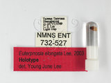 ǦW:Euterpnosia elongata Lee, 2003(732-527)