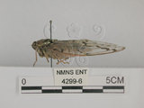 中文名:紋翅暮蟬(4299-6)學名: i Tanna ornatipennis /i  Esaki, 1933(4299-6)