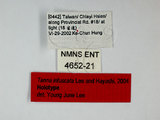 ǦW:Tanna infuscata Lee & Hayashi, 2004(4652-21)