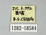 中文名:台灣紋白蝶(1282-18584)