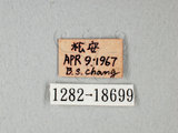 中文名:台灣紋白蝶(1282-18699)