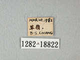 中文名:台灣紋白蝶(1282-18822)