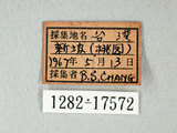中文名:台灣紋白蝶(1282-17572)