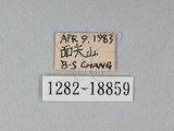中文名:台灣紋白蝶(1282-18859)