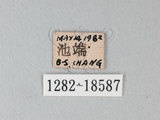 中文名:台灣紋白蝶(1282-18587)