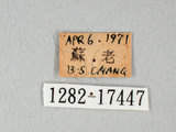 中文名:台灣紋白蝶(1282-17447)