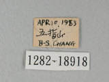 中文名:台灣紋白蝶(1282-18918)