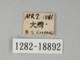 中文名:台灣紋白蝶(1282-18892)