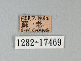 中文名:台灣紋白蝶(1282-17469)