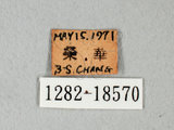中文名:台灣紋白蝶(1282-18570)