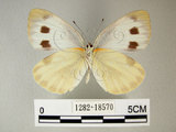 中文名:台灣紋白蝶(1282-18570)學名: i Pieris canidia /i (1282-18570)