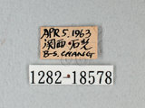中文名:台灣紋白蝶(1282-18578)