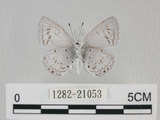 中文名:台灣琉璃小灰蝶(1282-21053)學名: i Acytolepsis puspa myla /i  (Fruhstorfer), 1909(1282-21053)