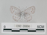 中文名:台灣琉璃小灰蝶(1282-20890)學名: i Acytolepsis puspa myla /i  (Fruhstorfer), 1909(1282-20890)