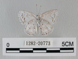 中文名:台灣琉璃小灰蝶(1282-20773)學名: i Acytolepsis puspa myla /i  (Fruhstorfer), 1909(1282-20773)