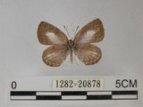 中文名:台灣琉璃小灰蝶(1282-20878)學名: i Acytolepsis puspa myla /i  (Fruhstorfer), 1909(1282-20878)