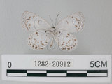 中文名:台灣琉璃小灰蝶(1282-20912)學名: i Acytolepsis puspa myla /i  (Fruhstorfer), 1909(1282-20912)