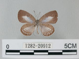 中文名:台灣琉璃小灰蝶(1282-20912)學名: i Acytolepsis puspa myla /i  (Fruhstorfer), 1909(1282-20912)