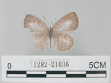 中文名:台灣琉璃小灰蝶(1282-21036)學名: i Acytolepsis puspa myla /i  (Fruhstorfer), 1909(1282-21036)