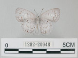 中文名:台灣琉璃小灰蝶(1282-20948)學名: i Acytolepsis puspa myla /i  (Fruhstorfer), 1909(1282-20948)