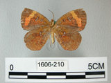 中文名:帶錨紋蛾(1606-210)學名:Callidula attenuata(1606-210)
